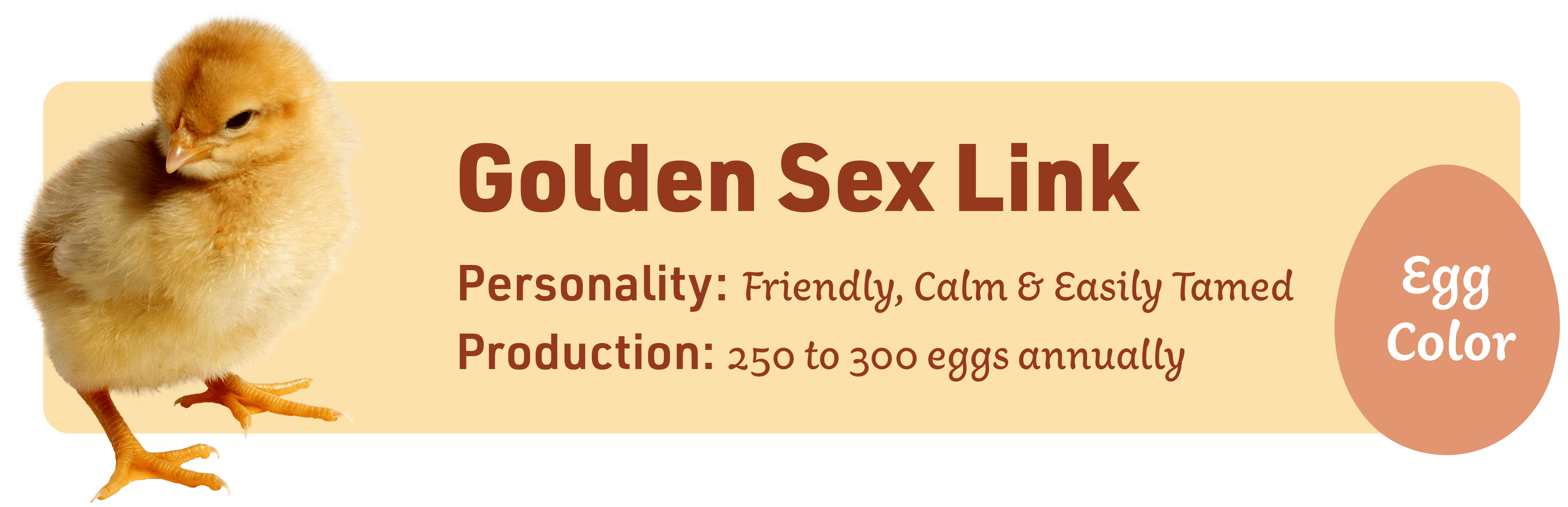 12 Most Popular Backyard Chicken Breeds IFA's Helping to Grow